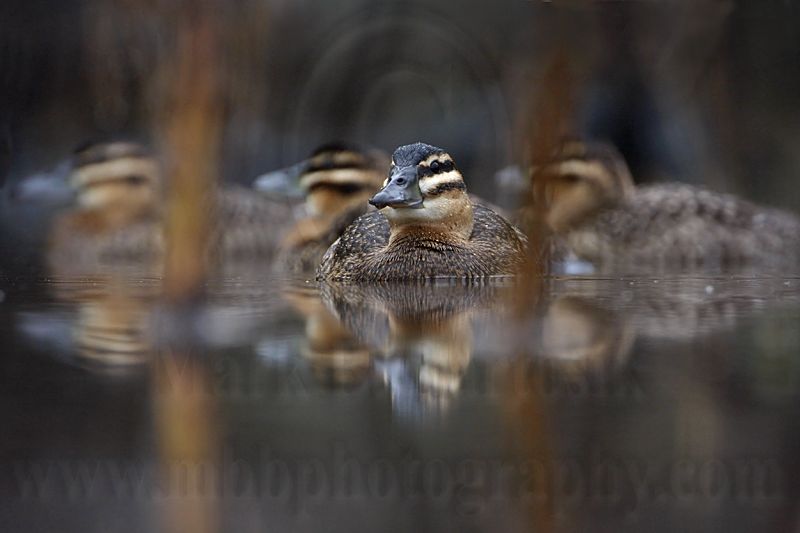 _MG_1222 Masked Duck.jpg