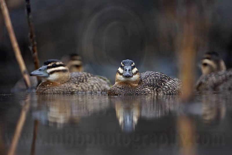 _MG_1243 Masked Duck.jpg