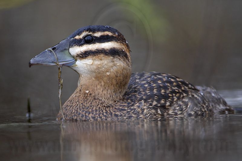 _MG_2483 Masked Duck.jpg