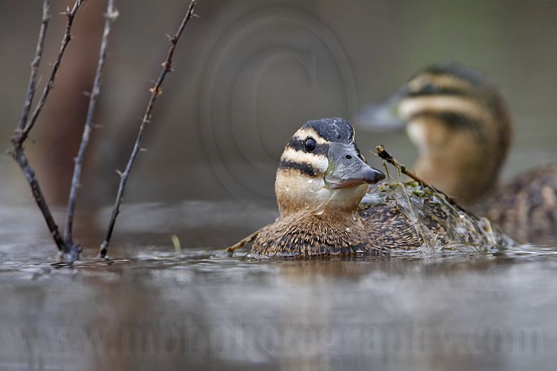 _MG_2544 Masked Duck.jpg