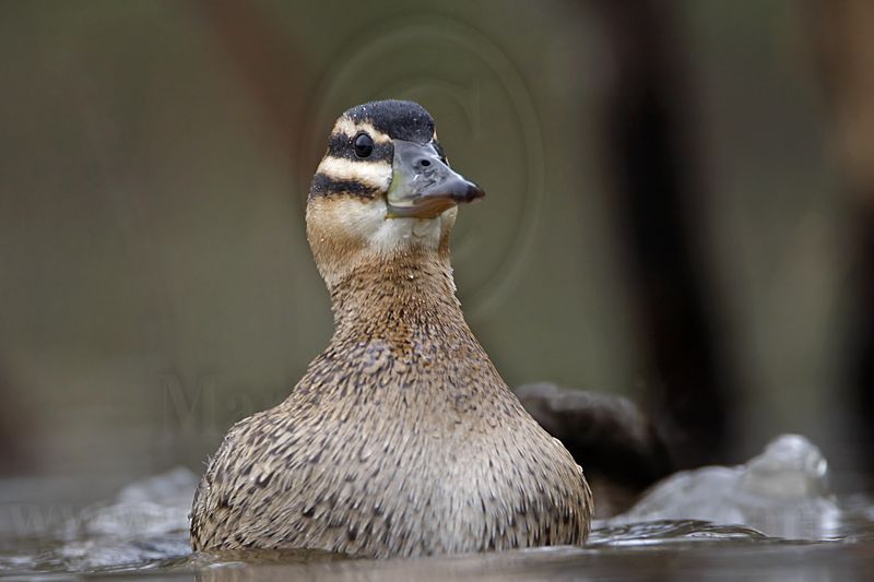 _MG_2826 Masked Duck.jpg
