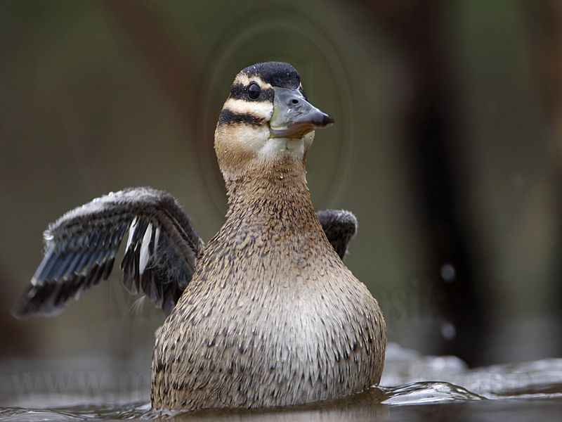 _MG_2827 Masked Duck.jpg