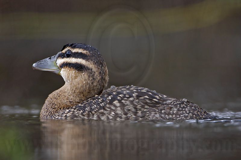 _MG_2955 Masked Duck.jpg
