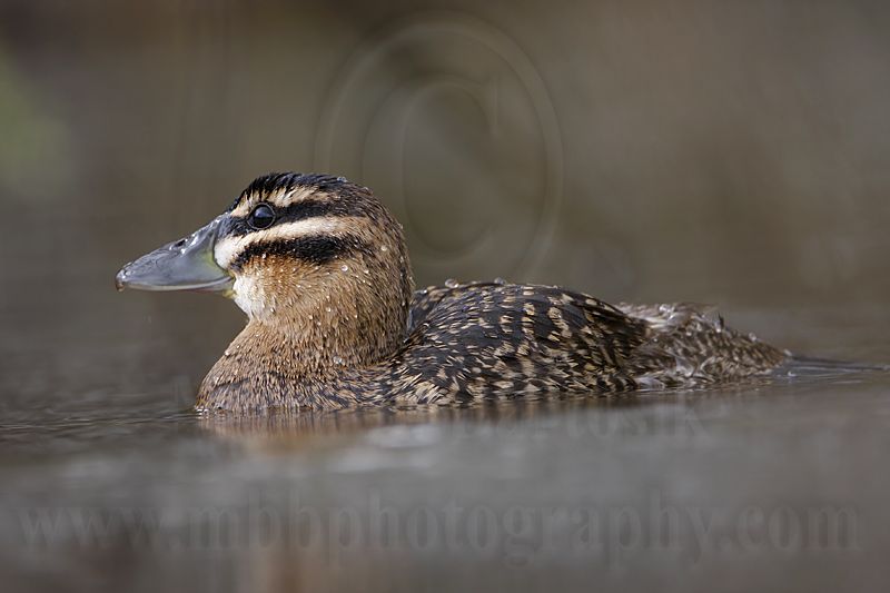 _MG_3020 Masked Duck.jpg