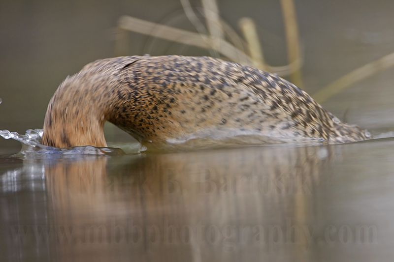 _MG_3084 Masked Duck.jpg