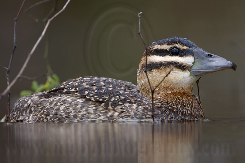 _MG_3215 Masked Duck.jpg