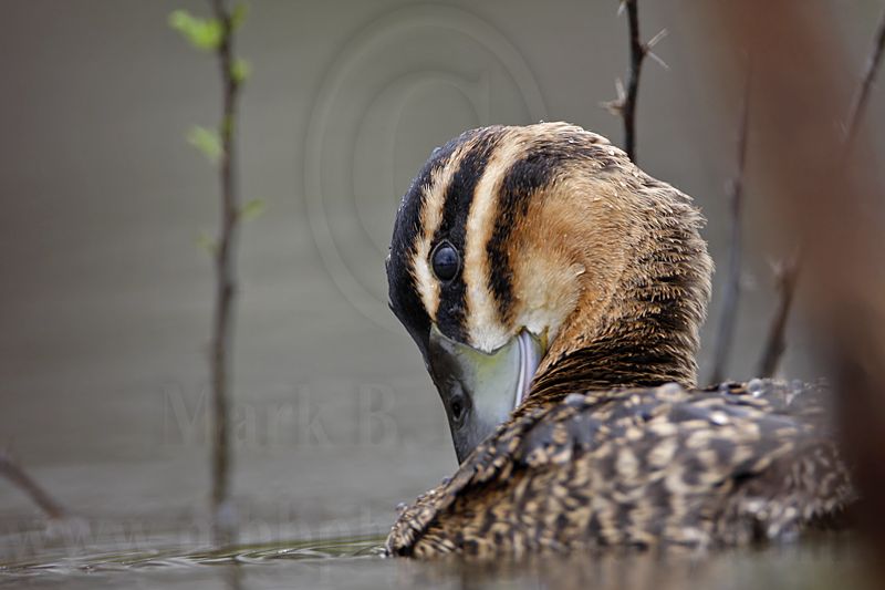 _MG_3238 Masked Duck.jpg