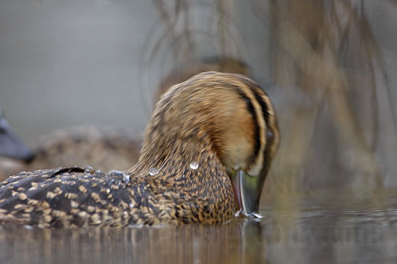 _MG_3296 Masked Duck.jpg