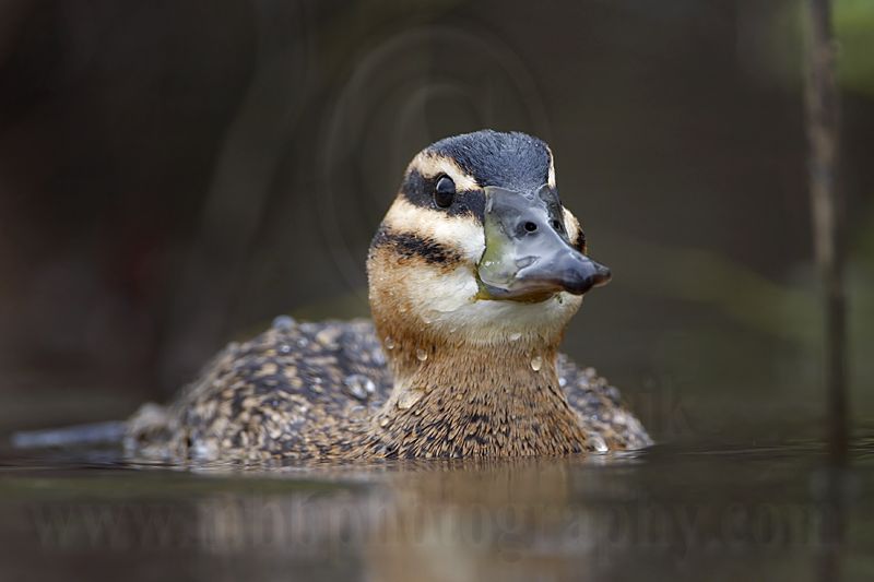 _MG_3301 Masked Duck.jpg