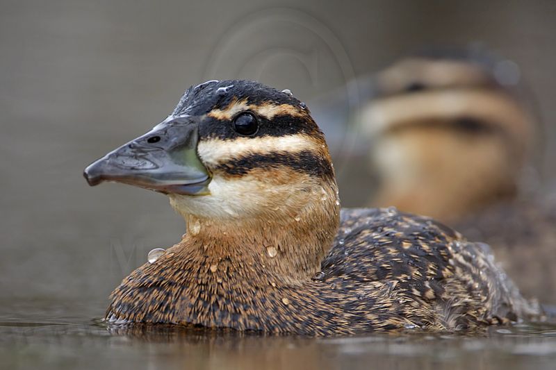 _MG_3313 Masked Duck.jpg