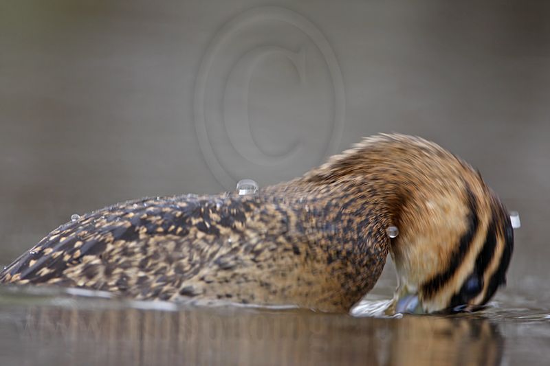 _MG_3339  Masked Duck.jpg
