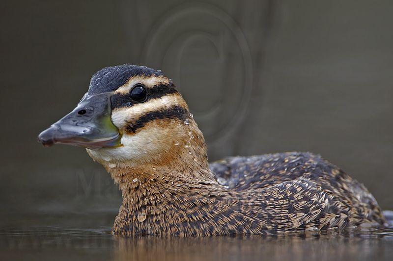 _MG_3347 Masked Duck.jpg