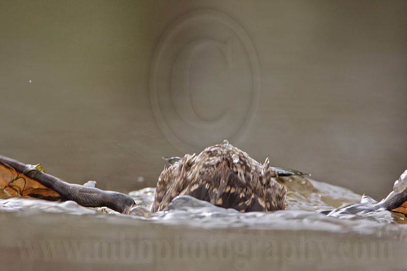 _MG_3487 Masked Duck.jpg