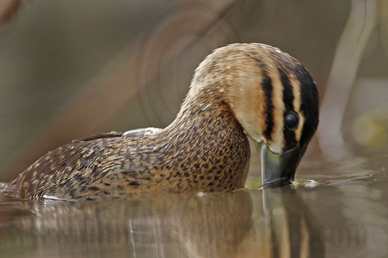 _MG_3494 Masked Duck.jpg