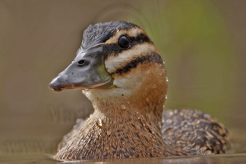 _MG_3510 Masked Duck.jpg