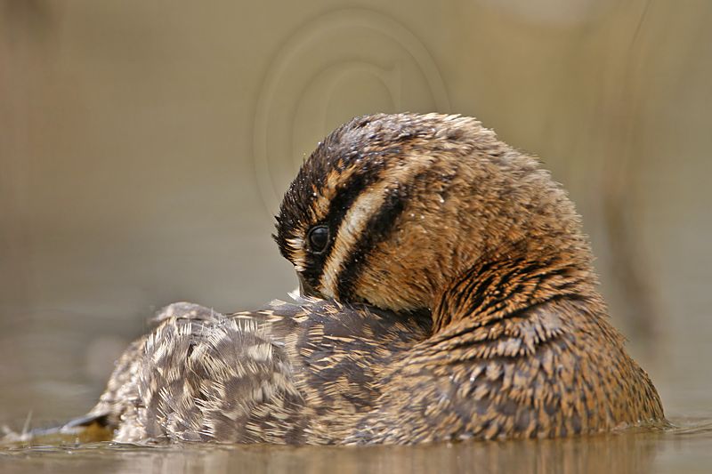 _MG_3527 Masked Duck.jpg