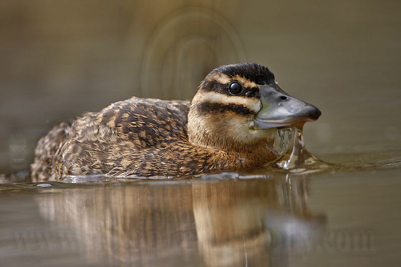 _MG_3531 Masked Duck.jpg
