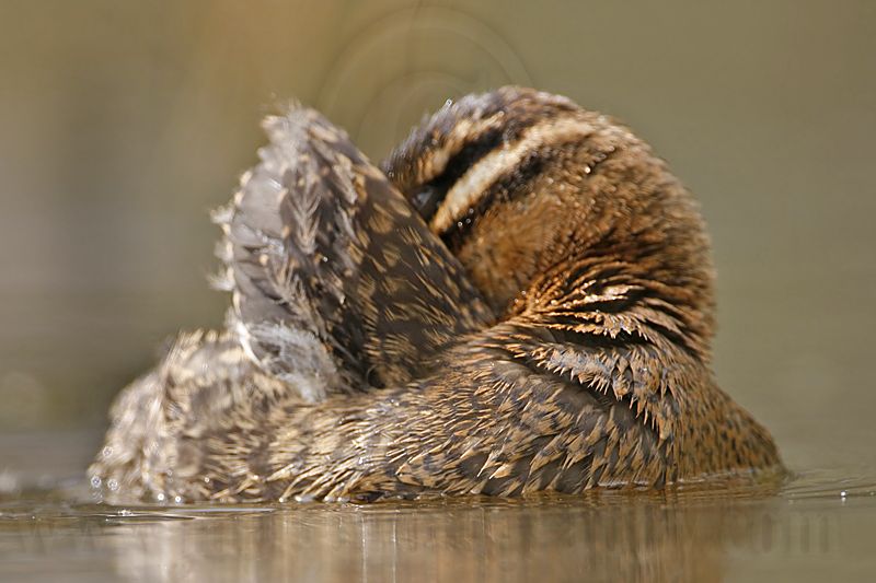 _MG_3536 Masked Duck.jpg