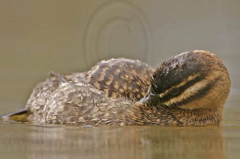 _MG_3542 Masked Duck.jpg