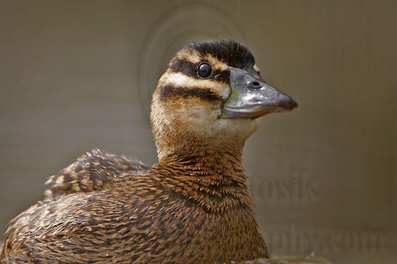 _MG_3549 Masked Duck.jpg