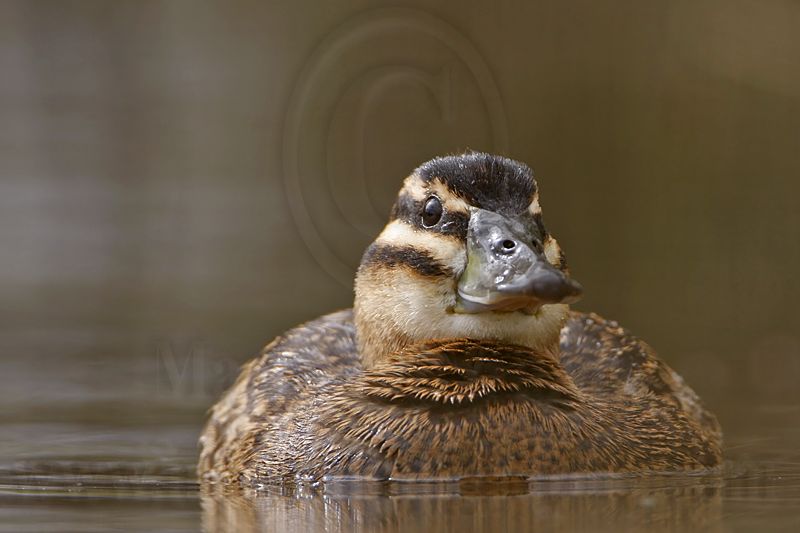_MG_3556 Masked Duck.jpg