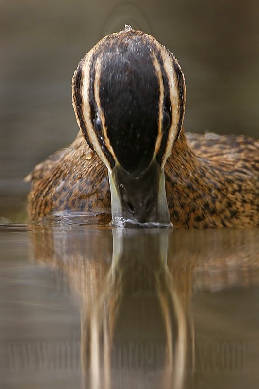 _MG_3575 Masked Duck.jpg