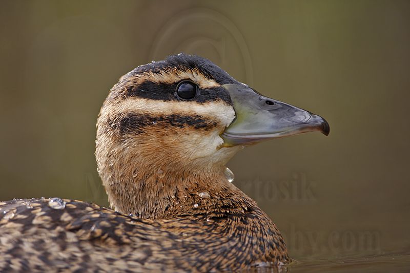_MG_3606 Masked Duck.jpg