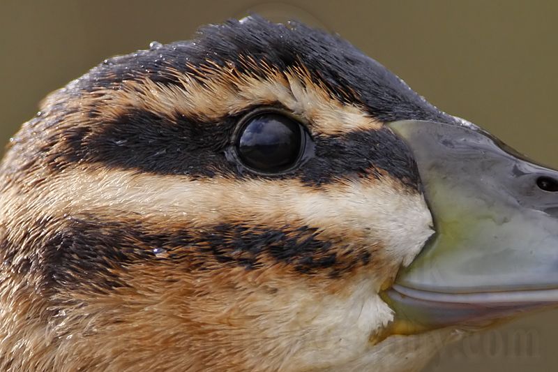 _MG_3606crop2 Masked Duck.jpg