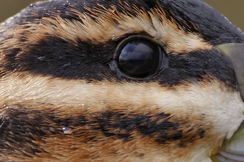 _MG_3606crop3 Masked Duck.jpg
