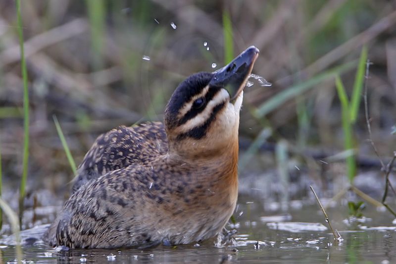 _MG_4255 Masked Duck.jpg