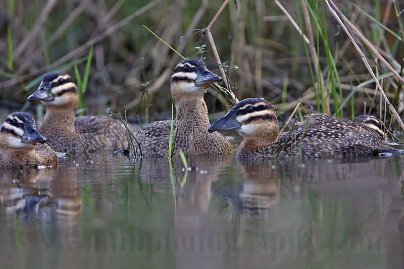 _MG_4305 Masked Duck.jpg