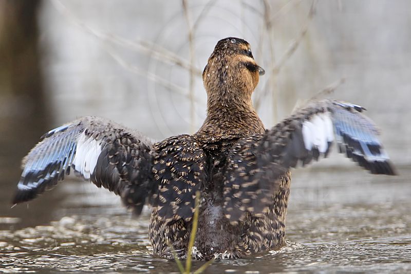 _MG_4405 Masked Duck.jpg
