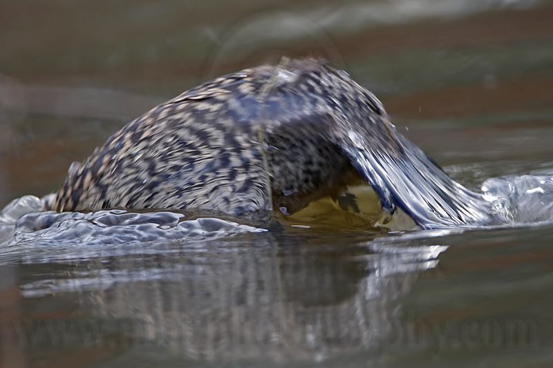 _MG_4454 Masked Duck.jpg