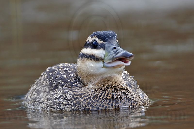 _MG_4458 Masked Duck.jpg