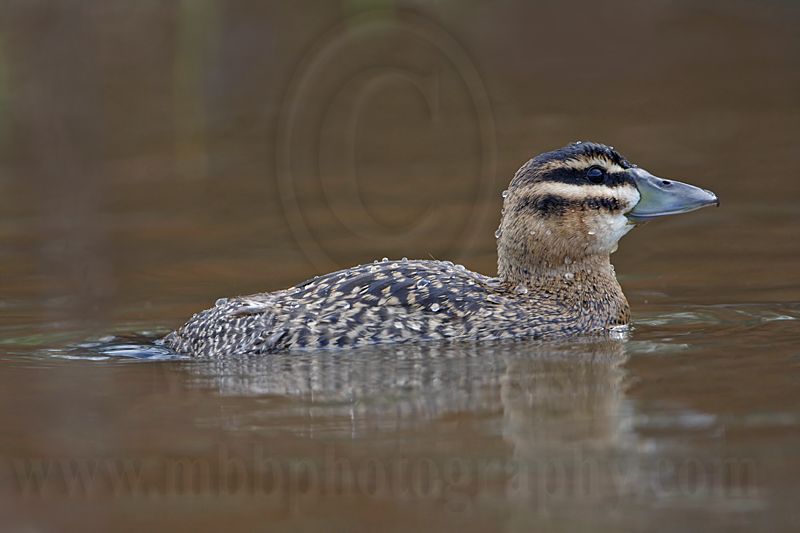 _MG_4486 Masked Duck.jpg
