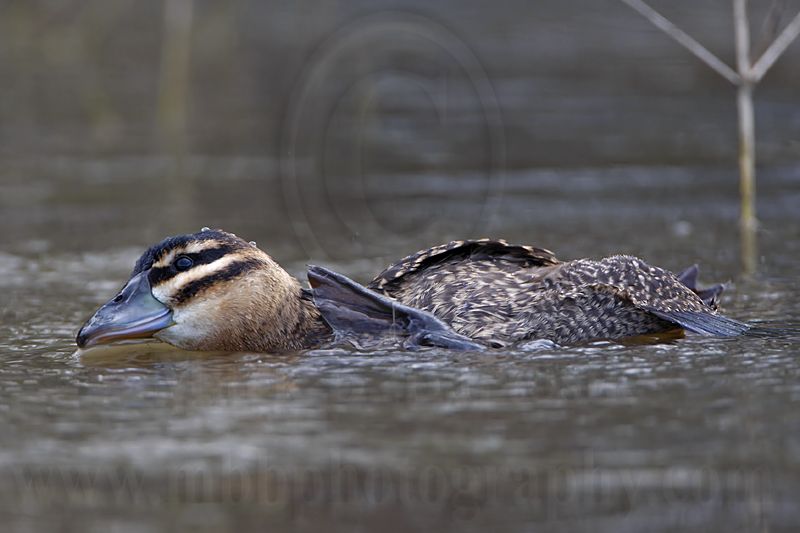 _MG_4513 Masked Duck.jpg