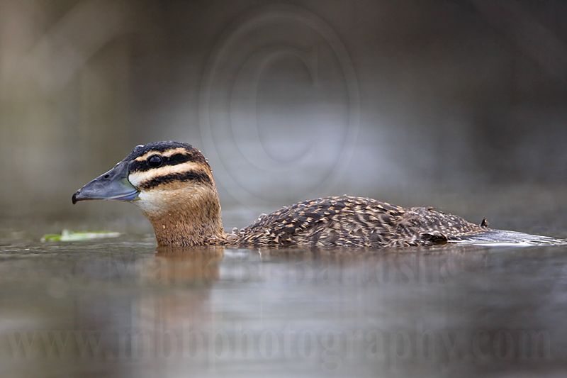 _MG_4654 Masked Duck.jpg