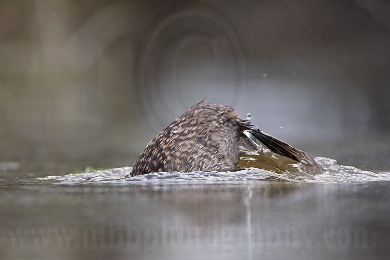 _MG_4656 Masked Duck.jpg