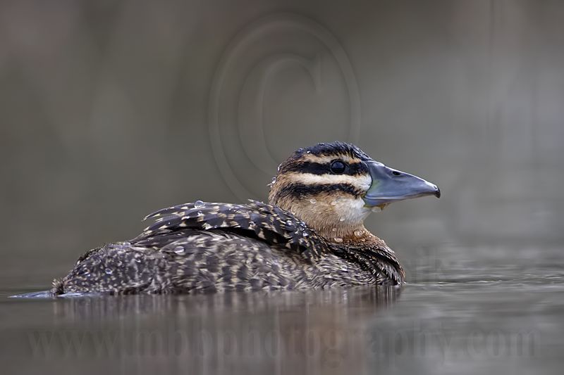_MG_4796 Masked Duck.jpg