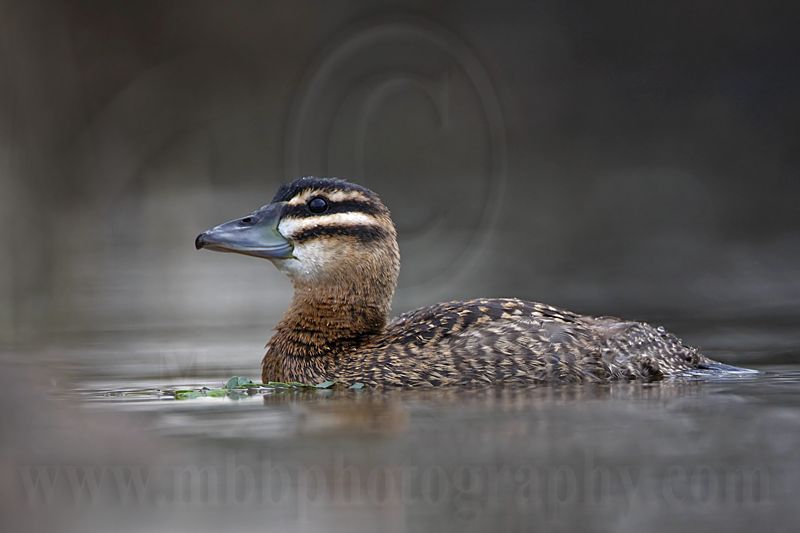 _MG_4830 Masked Duck.jpg