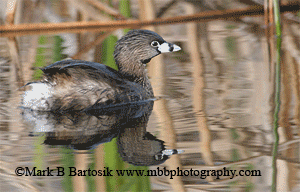 Pied-billed Grebe - Bouncy Dive Animation.gif