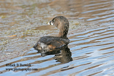 Pied-billed Grebe - Power Bouncy Dive Animation.gif