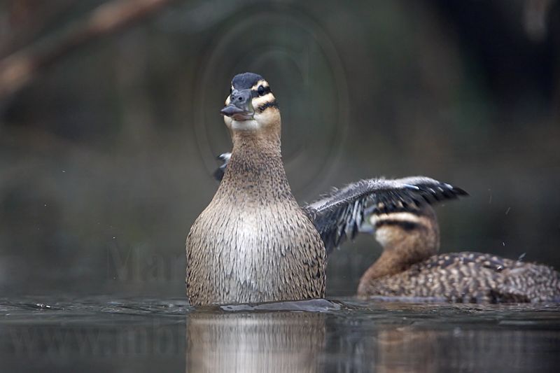 _MG_0902 Masked Duck.jpg