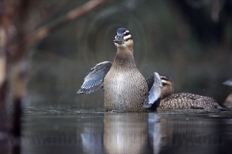 _MG_0904 Masked Duck.jpg