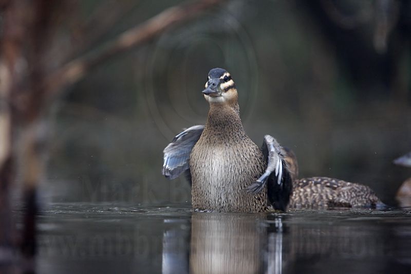 _MG_0905 Masked Duck.jpg