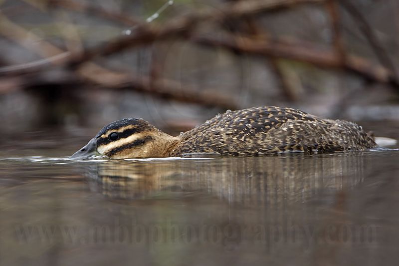 _MG_1814 Masked Duck.jpg