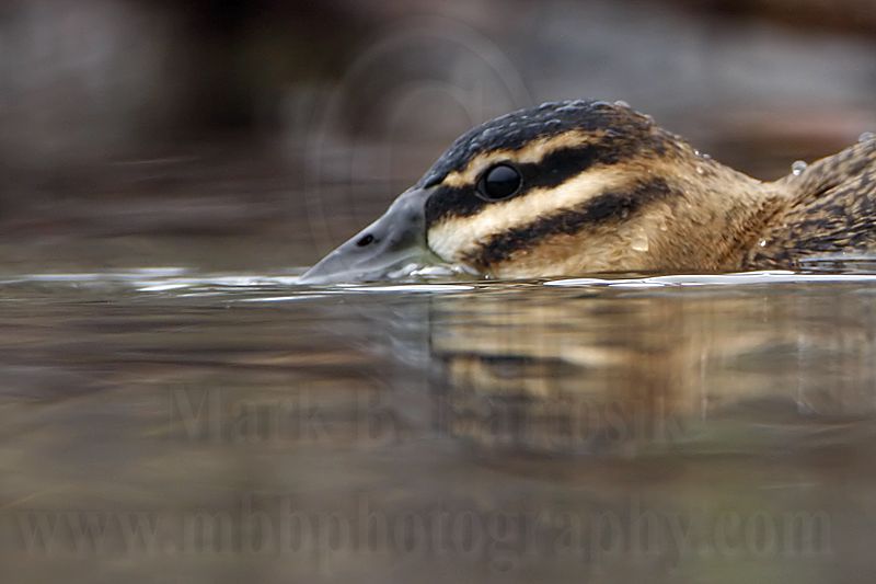 _MG_1814crop Masked Duck.jpg