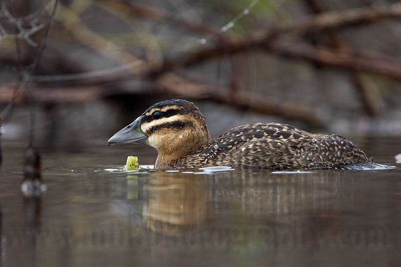 _MG_1818 Masked Duck.jpg