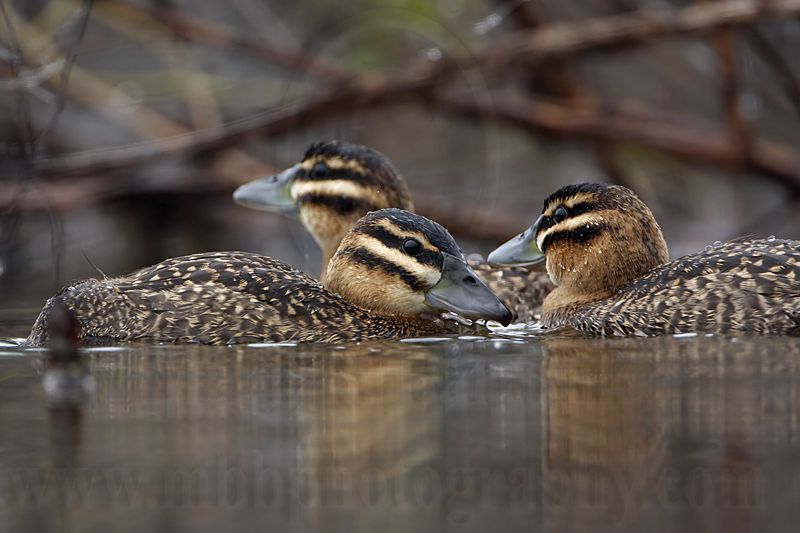 _MG_1820 Masked Duck.jpg