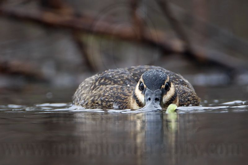 _MG_1865 Masked Duck.jpg